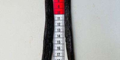 Wir verkaufen frische Vanilleschoten in A-Qualität aus Madagaskar, 22–25