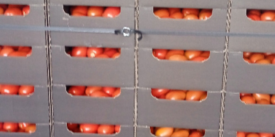 I will sell plum tomatoes under cover. Packed in