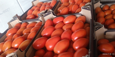 I will sell plum tomatoes under cover. Packed in