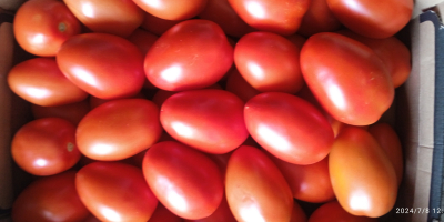 I will sell plum tomatoes under cover. Packed in