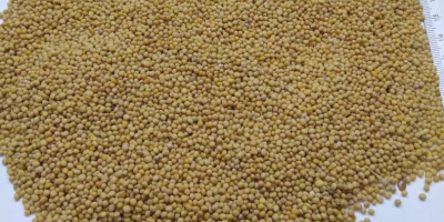 White mustard for sale 1000t.Origin Moldova.We can deliver on