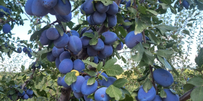 The Voce Ciric Gola Glava agricultural farm has been