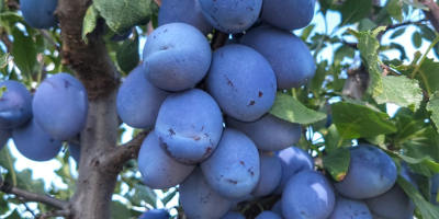 Ferma agricolă Voce Ciric Gola Glava produce de ani