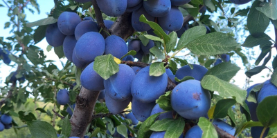 Ferma agricolă Voce Ciric Gola Glava produce de ani