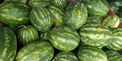 I am selling Polish WATERMELON. Various varieties of it,