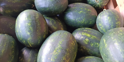 I am selling Polish WATERMELON. Various varieties of it,