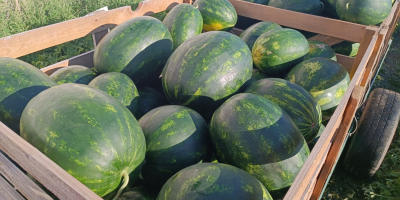 I am selling Polish WATERMELON. Various varieties of it,