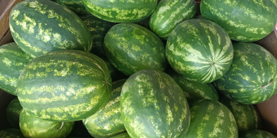 I am selling Polish WATERMELON. Various varieties of it,