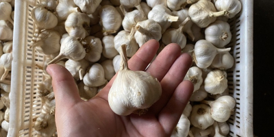 Frühlingsknoblauch zu verkaufen, kurz geschnitten oder in Zöpfen. Der