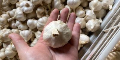 Frühlingsknoblauch zu verkaufen, kurz geschnitten oder in Zöpfen. Der