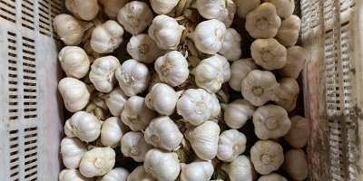 Frühlingsknoblauch zu verkaufen, kurz geschnitten oder in Zöpfen. Der