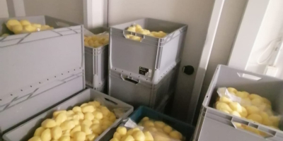 Hello, we sell peeled potatoes in vacuum packed. Type