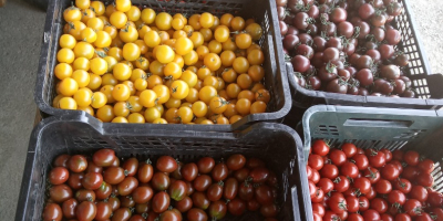 Cherry rajčata v mixu. Nabízené množství je 150kg. Čerstvě