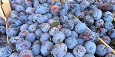 Romanian company sell Plums origin Republic of Moldova with