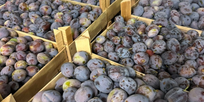 Romanian company sell Plums origin Republic of Moldova with