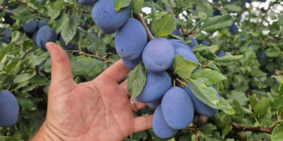 Romanian company sell Plums origin Republic of Moldova with