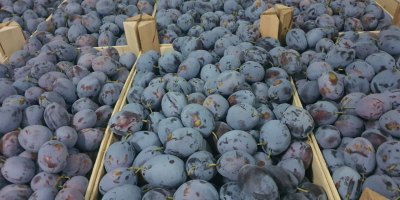 In large quantities of plums of different varieties Stanley