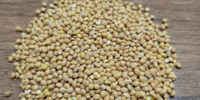 We offer yellow millet. The quality meets European standards.