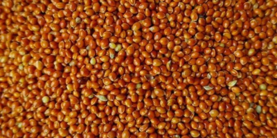 I will sell red millet intended for feed purposes,