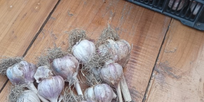 Harnaś-Knoblauch zu verkaufen, Preis: 0,50-1 PLN pro Stück oder