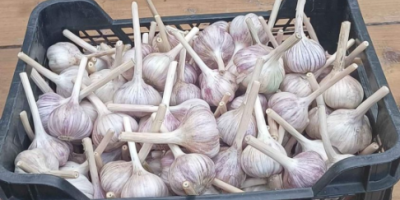 Harnaś-Knoblauch zu verkaufen, Preis: 0,50-1 PLN pro Stück oder