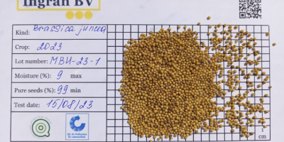 Brassica Juncea; Oriental Mustard Seeds and other species Sell