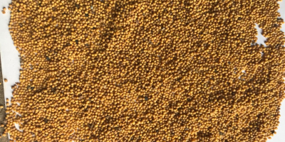 Brassica Juncea; Oriental Mustard Seeds and other species Sell