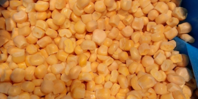 iqf frozen sweet corn export product new august month