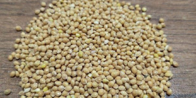 Sell quality Ukrainian millet, 300 tons