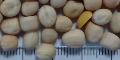 there is available new crop of yellow peas, packaging