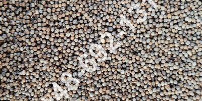 Sale of grain coriander Purity - 99.20% The price