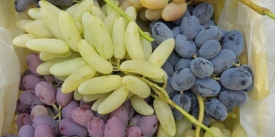 fresh grapes all type export from Uzbekistan with fly