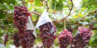 fresh grapes all type export from Uzbekistan with fly