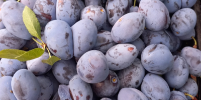 Vând un soi de prune albastre „Stanley” de producție