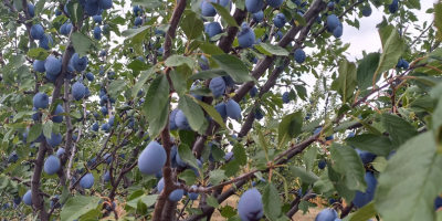 Vând un soi de prune albastre „Stanley” de producție