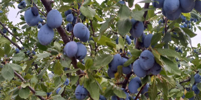 I am selling a blue plum variety &quot;Stanley&quot; of