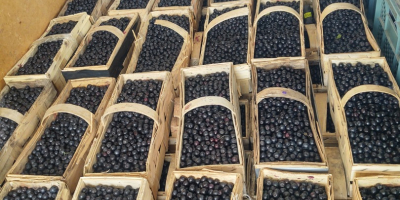 I will sell Aronia. We collect by hand on