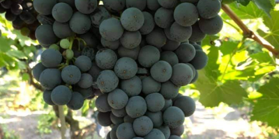 I am selling quality grape lots for the 2024