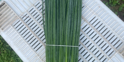 I will sell chives (parade).