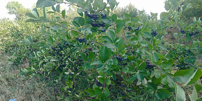 Bacche di Aronia biologiche certificate. Prodotto di alta qualità