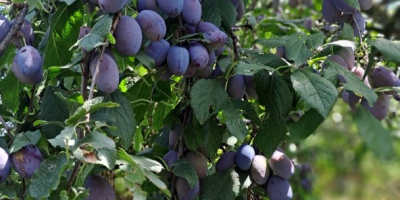 I am selling 20 tons of plums native to