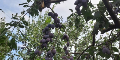 I am selling 20 tons of plums native to