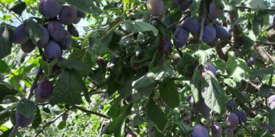 I am selling 20 tons of plums native to