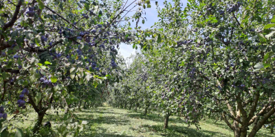 Vând 20 de tone de prune originare din Cačan