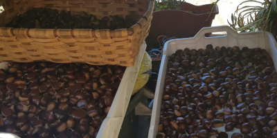 Chestnuts from the Galicia region of great caliber