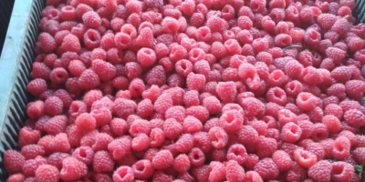 I am selling frozen raspberries as seen in the