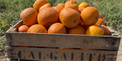 Angrosist de dovleci de Halloween de diferite greutăți de