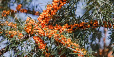 Ich suche Sanddornbeeren – biologisch und konventionell. Halbgereinigt/maschinell in