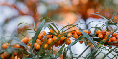 Ich suche Sanddornbeeren – biologisch und konventionell. Halbgereinigt/maschinell in