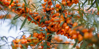 Ich suche Sanddornbeeren – biologisch und konventionell. Halbgereinigt/maschinell in